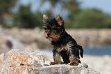 YORKSHIRE TERRIER 268